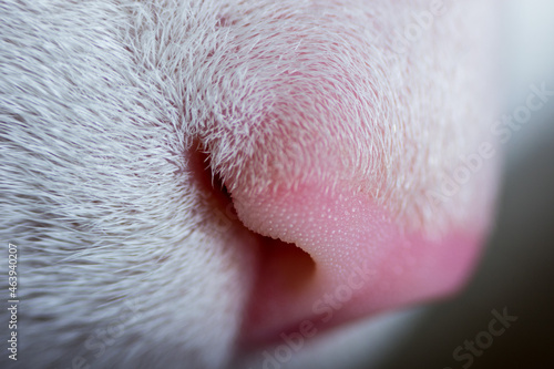 Cat nose in macro