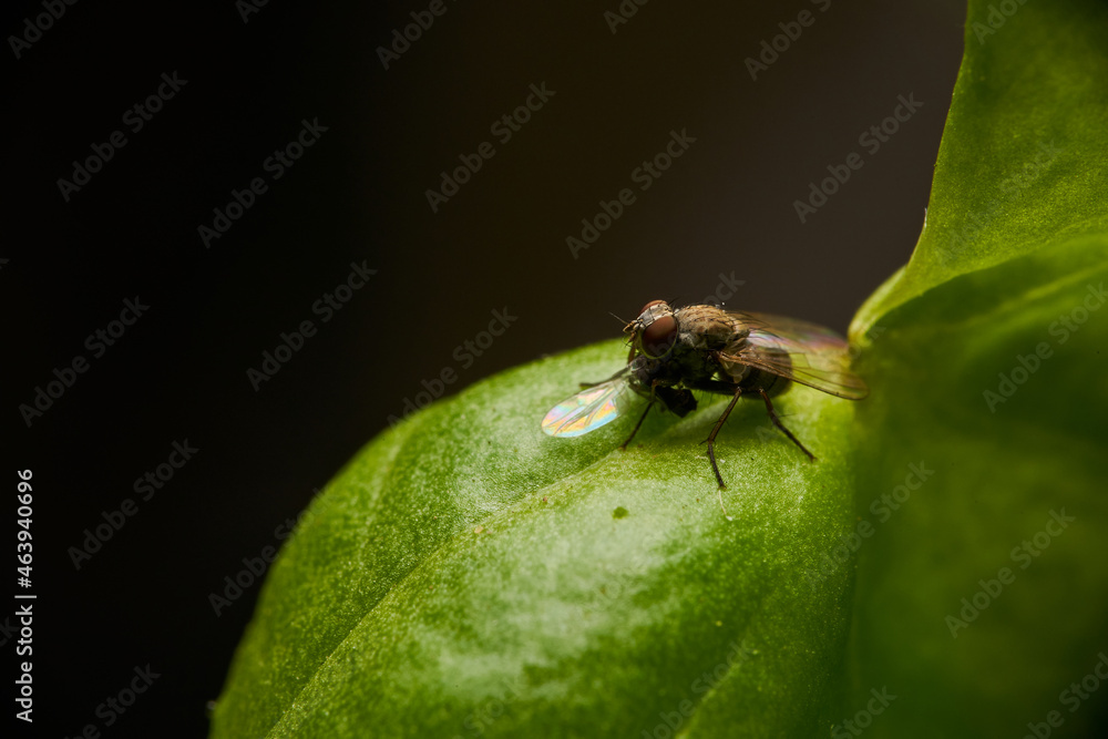 Mosca de la fruta comiendo otro insecto macro Mosca de la fruta comiendo otro insecto macro