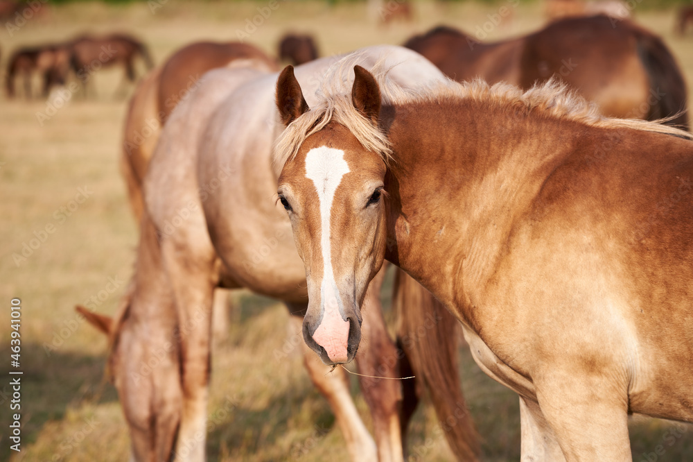 Portrait of a light-bay draft horse with a white stripe grazing in the meadow and looking at the camera Portrait of a light-bay draft horse with a white stripe grazing in the meadow and looking at the camera