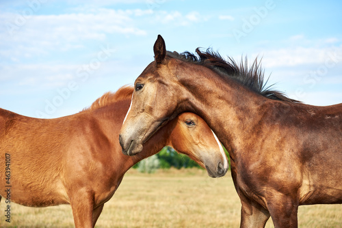 Portrait of two foals on a meadow. Together, duo portrait of cute baby foals © Kateryna Puchka