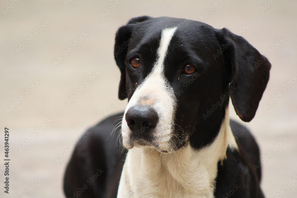 Perro blanco y negro con mirada triste