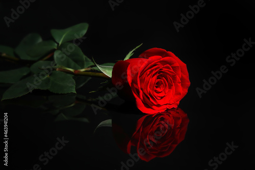 Fototapeta Naklejka Na Ścianę i Meble -  Beautiful fresh red rose on black background