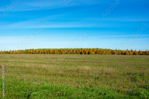 Autumn forest. Horizon. Natural background. A field overgrown with grass.