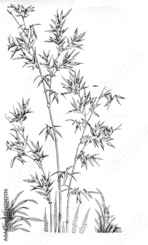 dibujo lineal a mano alzada en blanco y negro de flores  ca  as y hojas