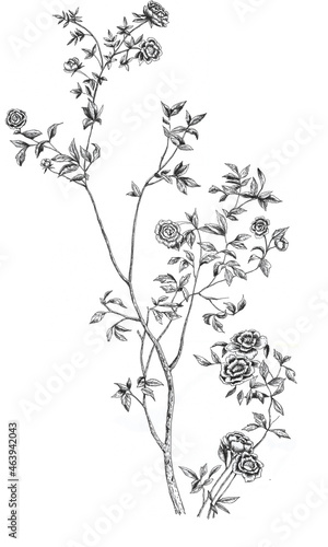 dibujo lineal a mano alzada en blanco y negro de flores  rosas y hojas