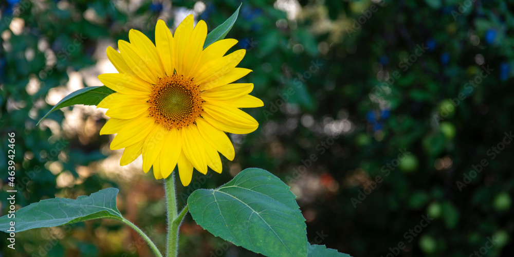 Obraz premium Sunflower on a blurred green background. Sunflower flower.