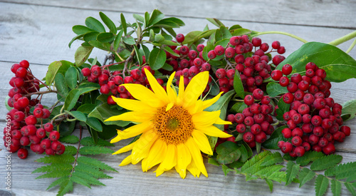 Sunflower flower and rowan berries on a wooden background. © Lili-OK