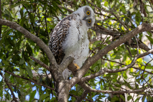 Фотография Juvenile Powerful Owl roosting in tree by day