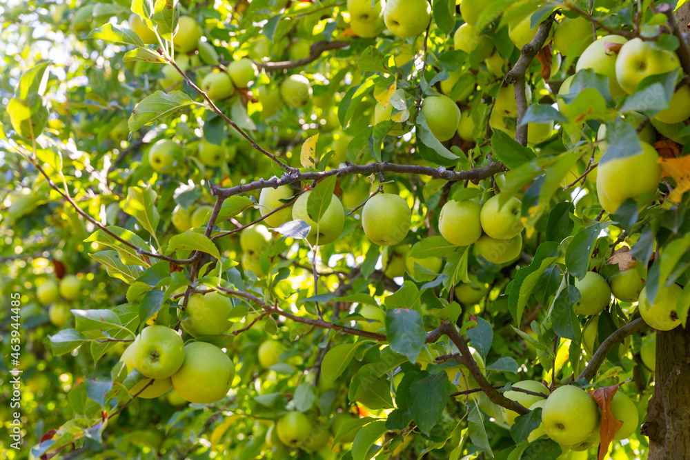 Growing yellow organic apples on tree branch in orchard in sunny day
