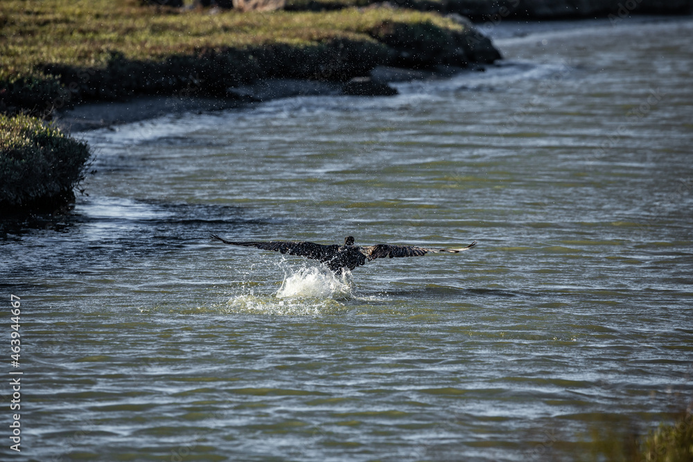 Obraz premium ducks in the water