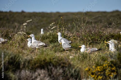 pigeons on the grass