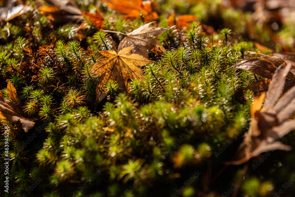 Amazing Japanese maple yellow leaf upside down full of rain droplets, green gold moss sedum all around. Amazing Japanese maple yellow leaf upside down full of rain droplets, green gold moss sedum all around.