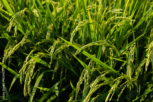 Immature rice plant growing in a Japanese field.