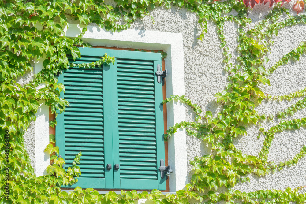 Window with closed green shutters and curly wild grapes Window with closed green shutters and curly wild grapes