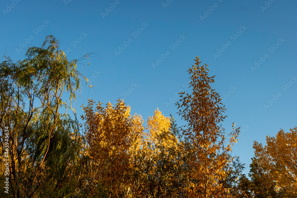 Obraz premium Autumn Colors