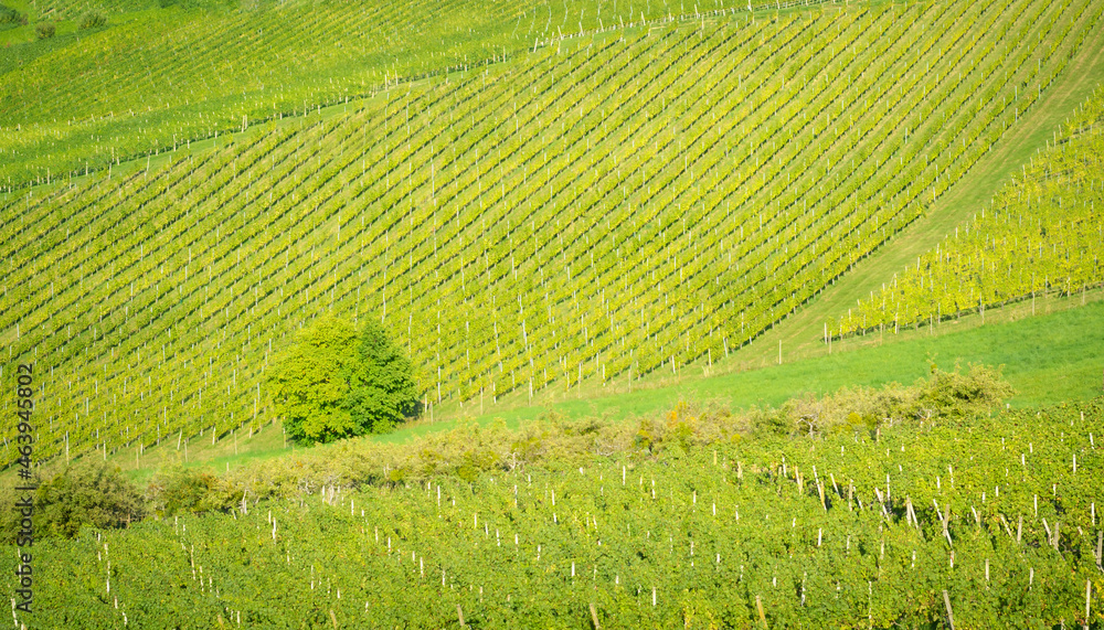 Rows of green vineyards in hills and bushes