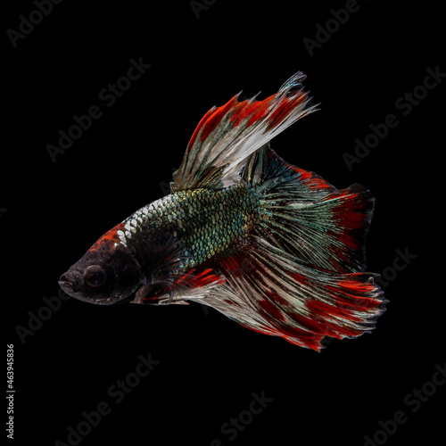 Beautiful multi color of Siamese fighting fish photo