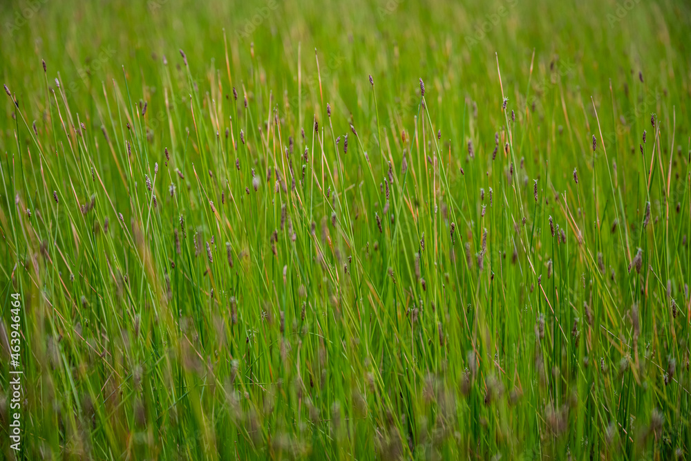 Black Tips of Green Grasses Black Tips of Green Grasses