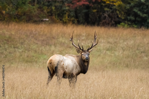 Bull Elk Looks Back At Camera