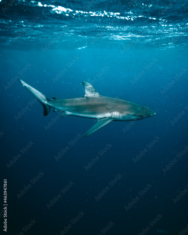 shark shark