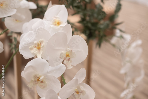 White blooming orchid.