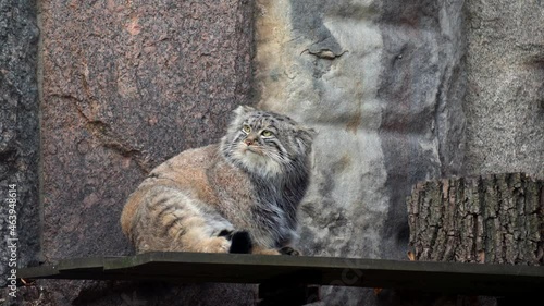 A rare, cautious and timid animal Felis manul, Pallas's cat 