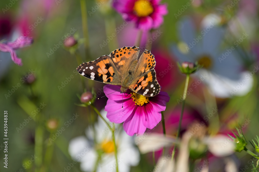 Obraz premium ピンク色のコスモスにとまって蜜を吸っているヒメアカタテハ