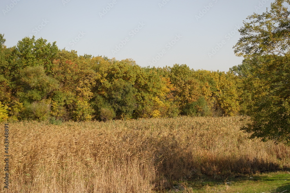 The charm of autumn marshes nature photos The charm of autumn marshes nature photos
