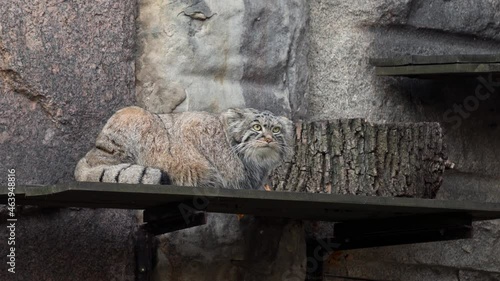 A rare, cautious and timid animal Felis manul, Pallas's cat 