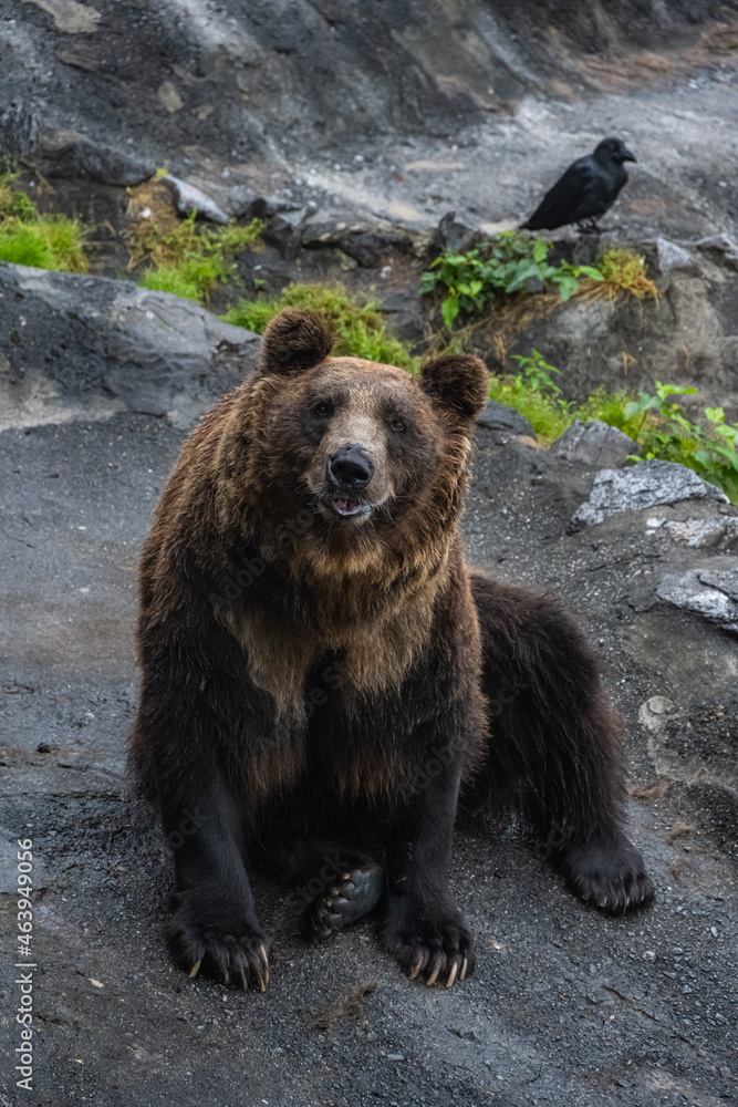 Obraz premium エサをねだるエゾヒグマ - High ISO