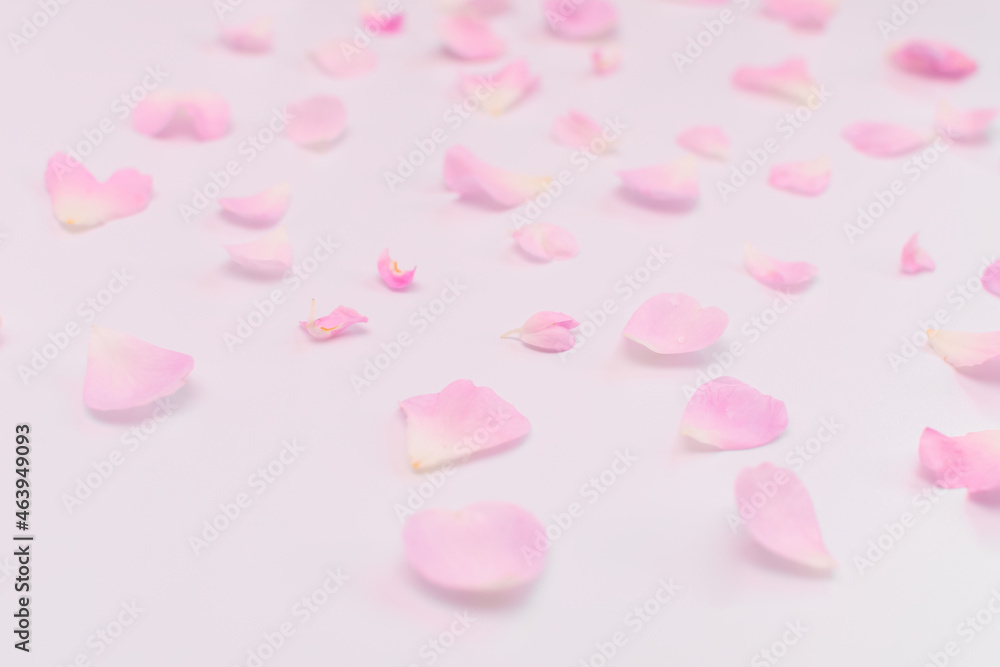 pink rose petals on a white background. Selective focus. abstraction.