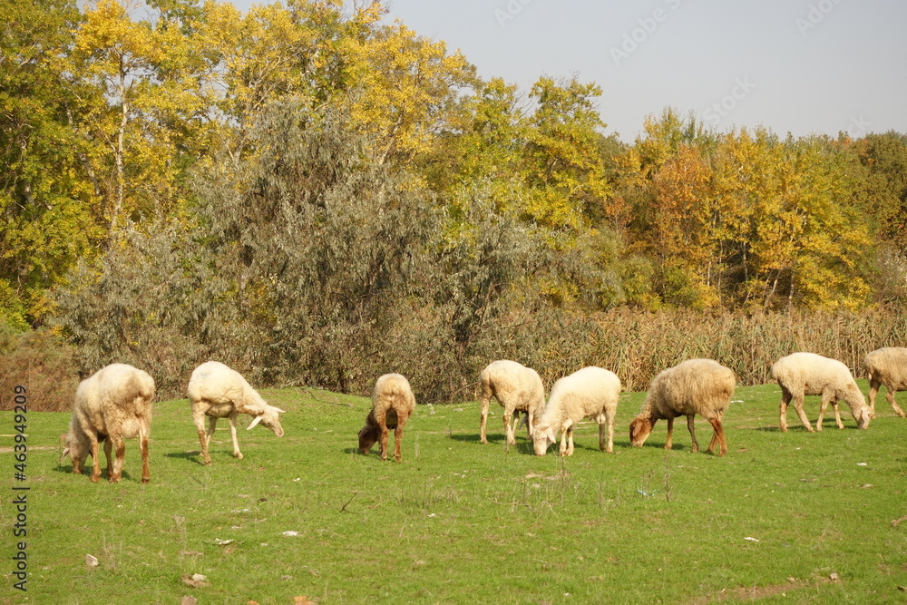 Fototapeta premium Pictures of sheep sheep field, Stock Photos