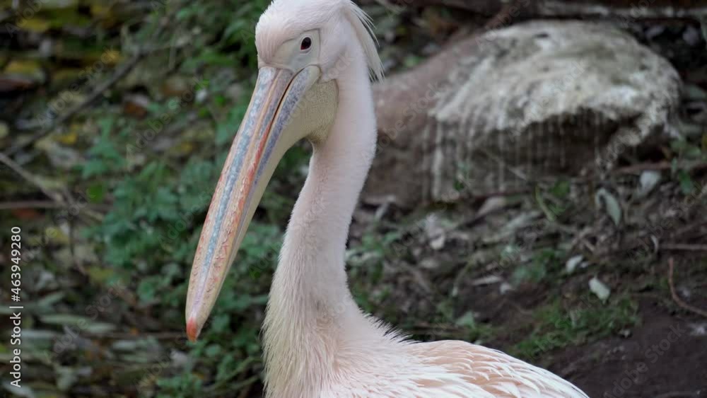 Pelicans are cleaning their feathers. Close-up. Pelicans are cleaning their feathers. Close-up.