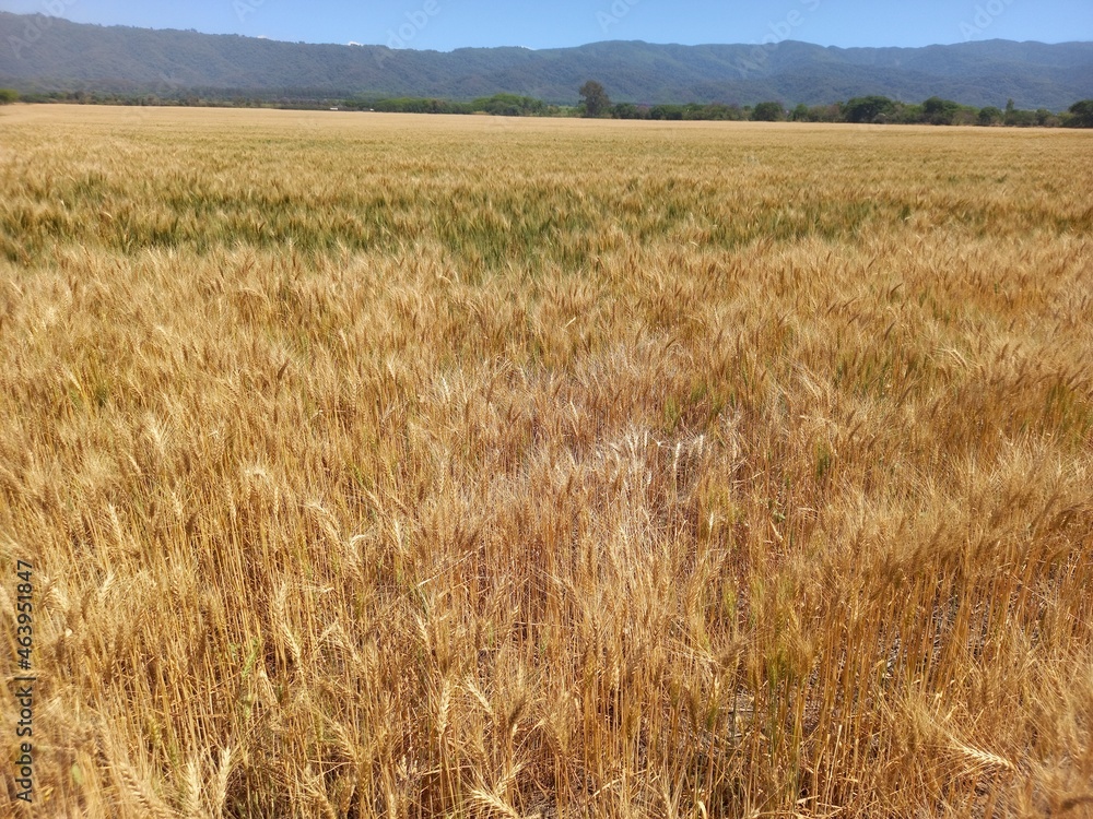 Golden wheat fields in Northern Argentina Golden wheat fields in Northern Argentina