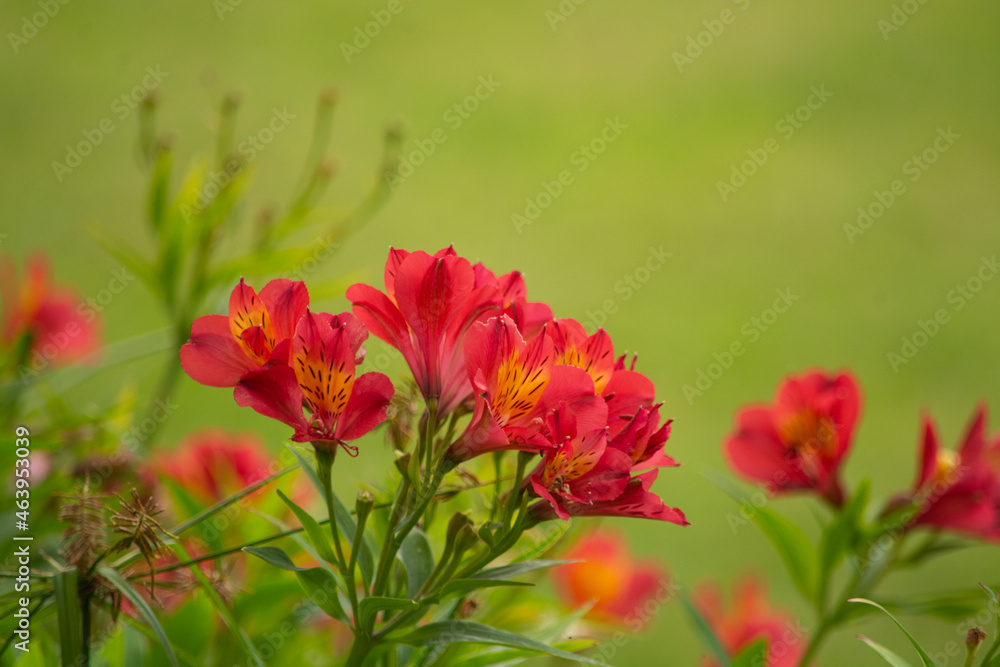 Alstroemeria, astromelia beautiful flower with good scent
Alstroemeria, astromelia beautiful flower with good scent