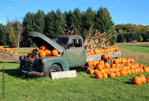 Obraz na płótnie pumpkins on a farm