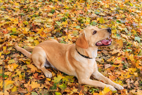 Young labrador retriever dog in the fallen yellow maple leaves in autumn park