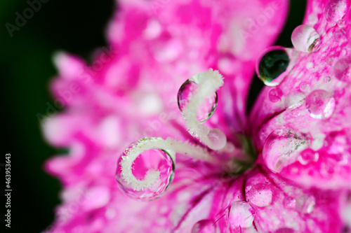Dianthus Flower Macro photo