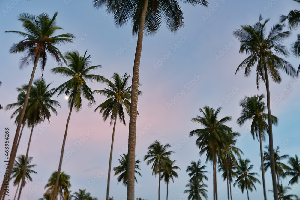 palm trees against sky