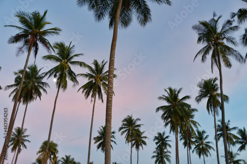 palm trees against sky © Jack