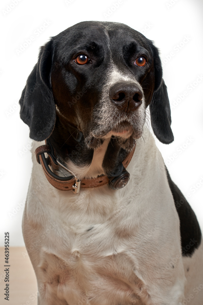 portrait of a large white dog with black head with collar in front of white background