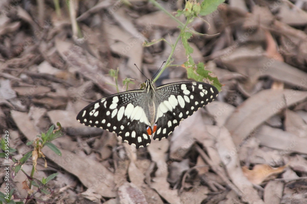 Papilio Butterfly from the Australian Outback Papilio Butterfly from the Australian Outback