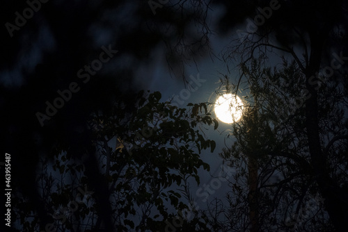 Hunter's Moon Behind Scary Creepy Tree Branches Halloween Evening Sky