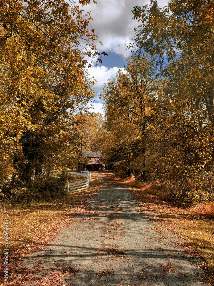 Naklejka premium autumn in the forest