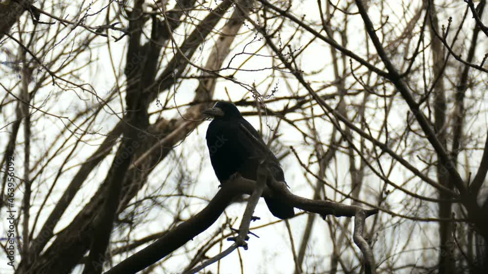 Close-up of a black crow sitting among the bare branches against a white sky. Footage for winter season naturalistic and poetic projects. Artistic, poetic, Halloween backgrounds, screensavers. Close-up of a black crow sitting among the bare branches against a white sky. Footage for winter season naturalistic and poetic projects. Artistic, poetic, Halloween backgrounds, screensavers.