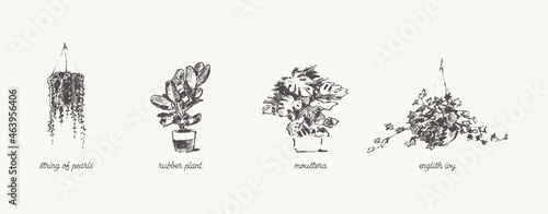 Drawn Home Plants House Greenery pots vector