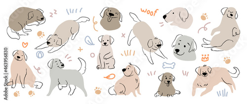 Fototapeta Naklejka Na Ścianę i Meble -  Cute Golden Retriever and Labrador Retriever dog hand drawn vector set. Cartoon dog or puppy characters design collection with flat color in different poses.