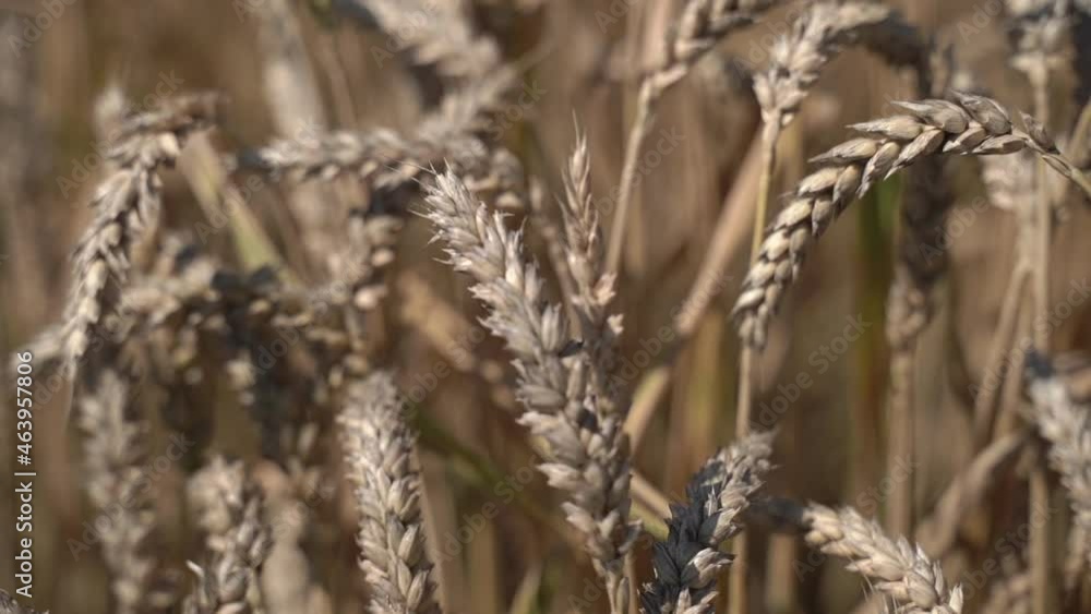 Ears of varietal wheat. Slow motion Ears of varietal wheat. Slow motion