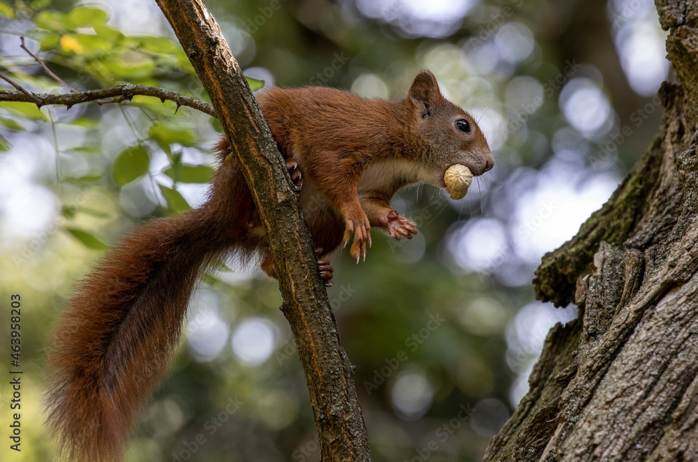Obraz premium Eichhörnchen
