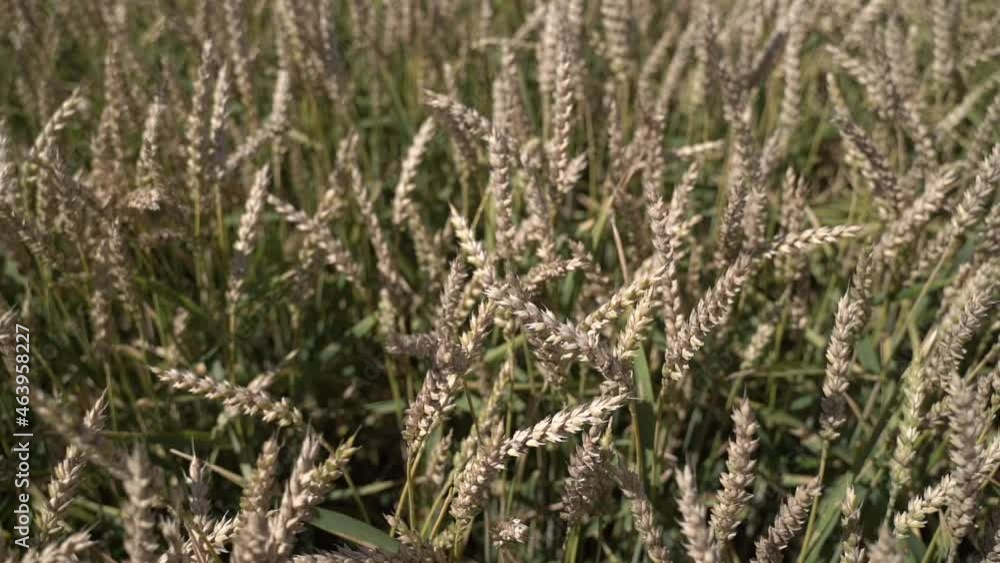 Ears of varietal wheat. Slow motion Ears of varietal wheat. Slow motion